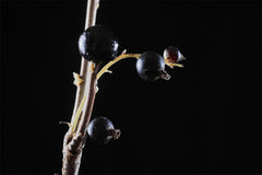 Black Anise by Abel just arrived at Indigo 