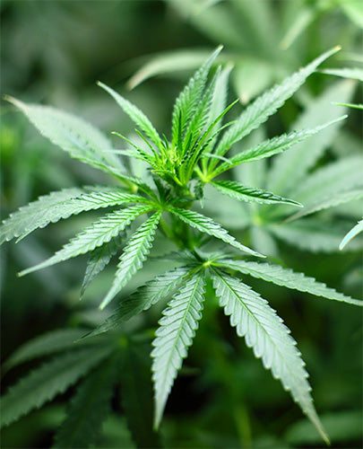 Ganja Oud by Jul et Mad at Indigo 