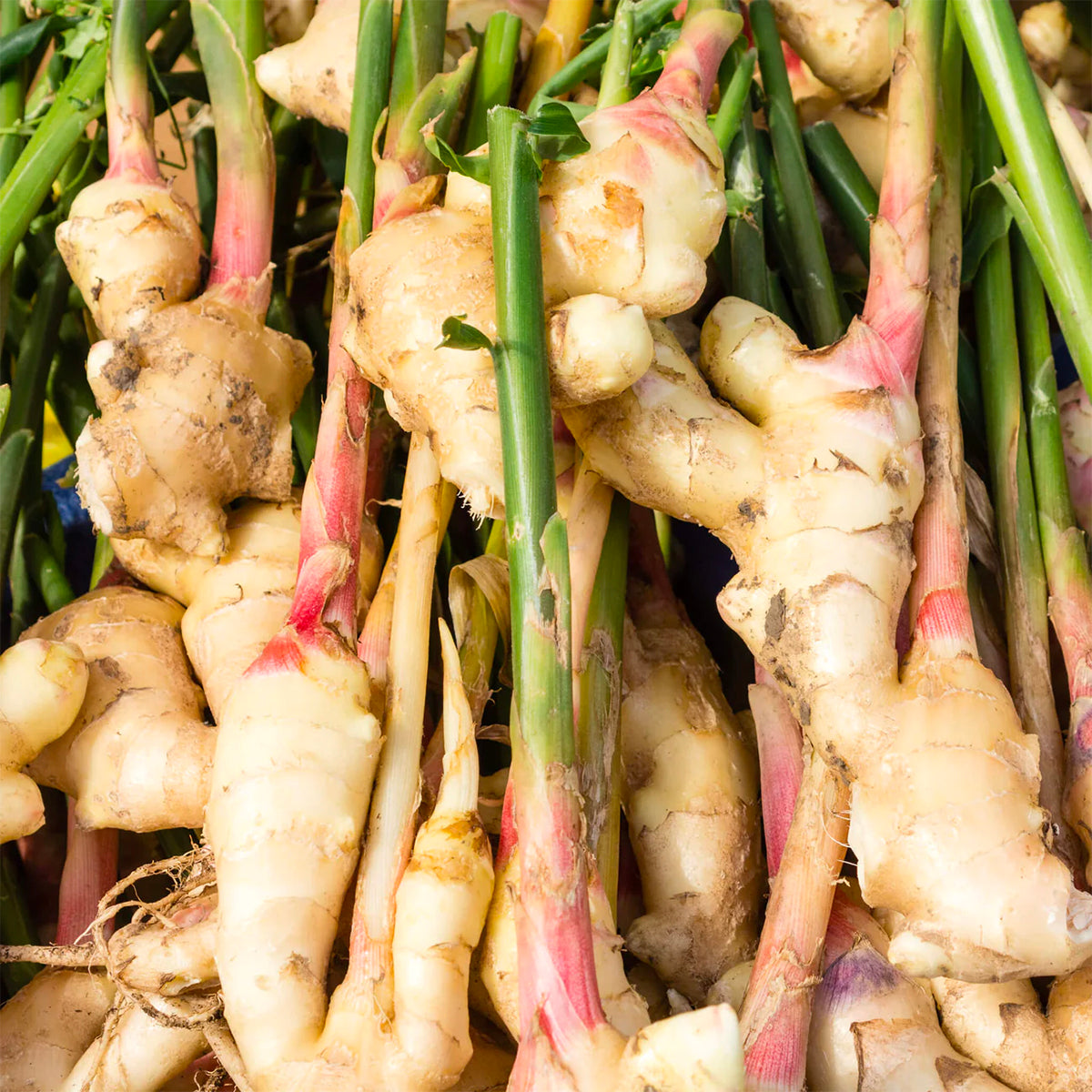 Ginger for Ingenious Ginger by Goldfield & Banks at Indigo