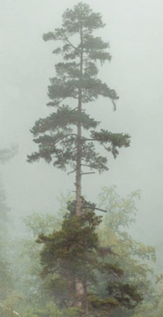 Summer mood in Paro by hima jomo at Indigo Perfumery