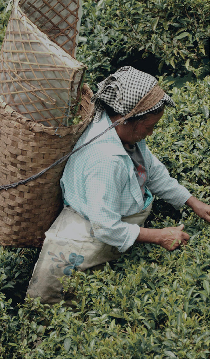 Tchai by hima jomo at Indigo 